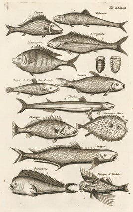 Item nr. 163058 Tab. XXXIII. Spiny fish. Historia Naturalis, de Exanguibus Aquaticis. Johann Jonston