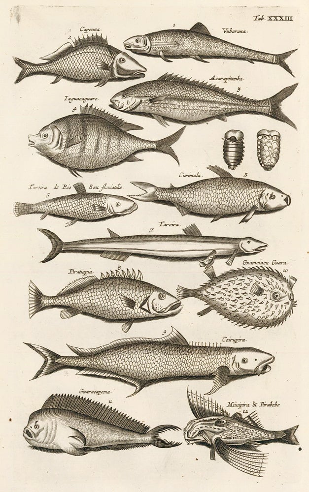 Item nr. 163058 Tab. XXXIII. Spiny fish. Historia Naturalis, de Exanguibus Aquaticis. Johann Jonston.