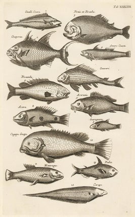 Item nr. 163059 Tab. XXXIIII. Piranha. Historia Naturalis, de Exanguibus Aquaticis. Johann Jonston