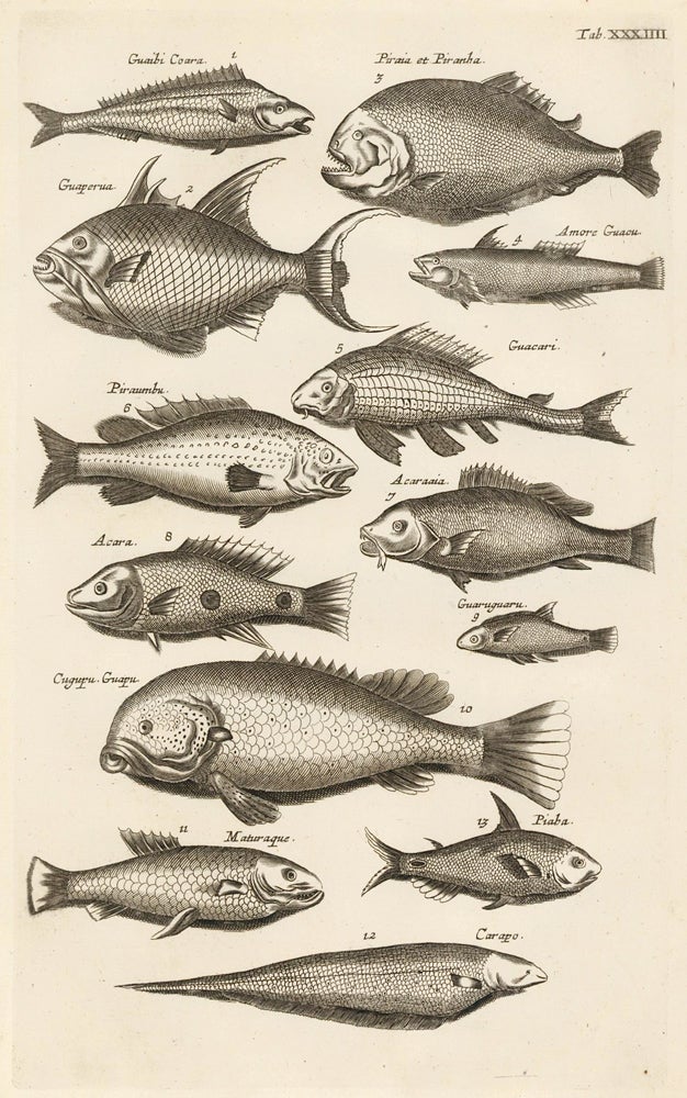 Item nr. 163059 Tab. XXXIIII. Piranha. Historia Naturalis, de Exanguibus Aquaticis. Johann Jonston.