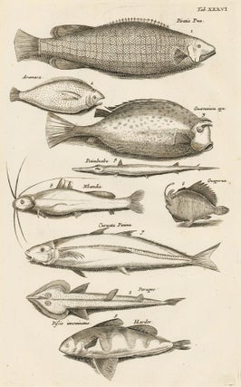 Item nr. 163060 Tab. XXXVI. Catfish. Historia Naturalis, de Exanguibus Aquaticis. Johann Jonston