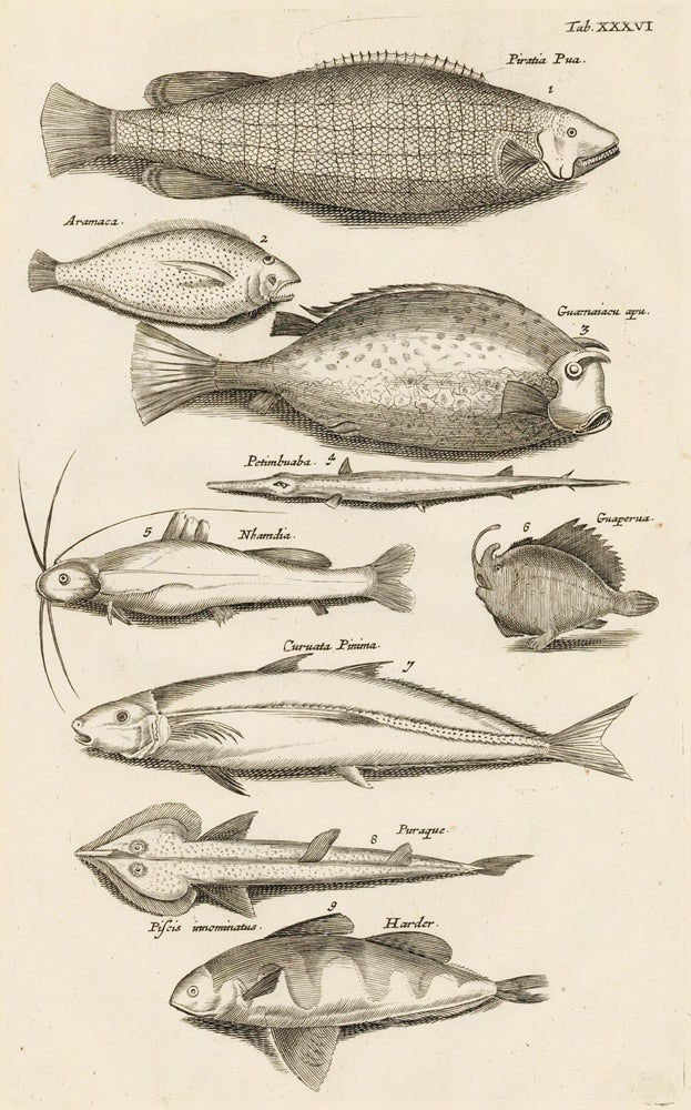 Item nr. 163060 Tab. XXXVI. Catfish. Historia Naturalis, de Exanguibus Aquaticis. Johann Jonston.