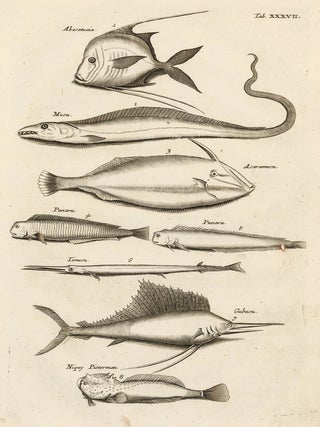 Item nr. 163061 Tab. XXXVII. Swordfish, eel, angelfish. Historia Naturalis, de Exanguibus...