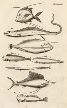 Item nr. 163061 Tab. XXXVII. Swordfish, eel, angelfish. Historia Naturalis, de Exanguibus...