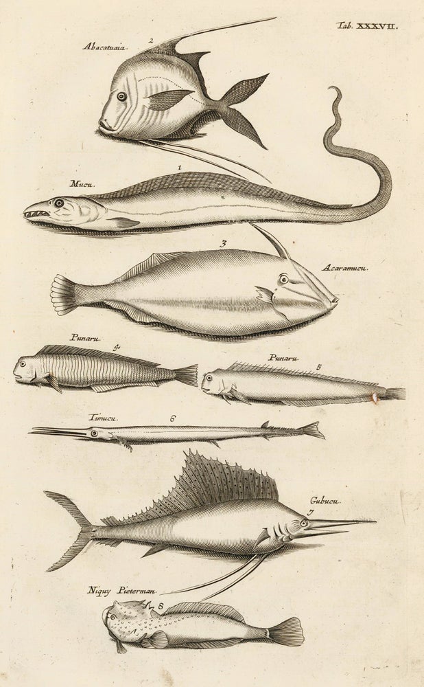 Item nr. 163061 Tab. XXXVII. Swordfish, eel, angelfish. Historia Naturalis, de Exanguibus Aquaticis. Johann Jonston.