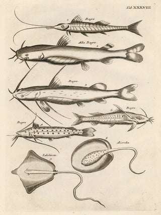 Item nr. 163062 Tab. XXXVIII. Catfish and rays. Historia Naturalis, de Exanguibus Aquaticis....