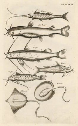 Item nr. 163062 Tab. XXXVIII. Catfish and rays. Historia Naturalis, de Exanguibus Aquaticis....