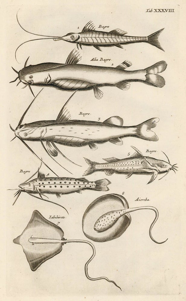 Item nr. 163062 Tab. XXXVIII. Catfish and rays. Historia Naturalis, de Exanguibus Aquaticis. Johann Jonston.
