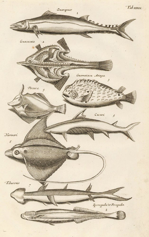 Item nr. 163063 Tab. XXXIX. Wahoos, tuna, sharks. Historia Naturalis, de Exanguibus Aquaticis. Johann Jonston.