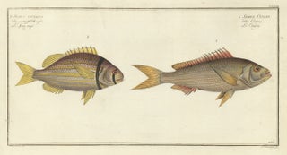 Item nr. 163115 Sparus Vittatus and Sparus Cuning. Ichthyologie, ou Histoire Naturelle, Generale...