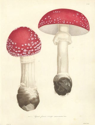 Item nr. 163119 Agaric fausse-oronge. Histoire des Champignons Comestibles et Veneneux. Joseph...