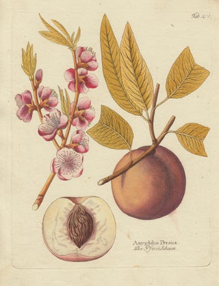 Item nr. 163128 Peach with Blossoms. Icones plantarum medico-oeconomico-technologicarum....