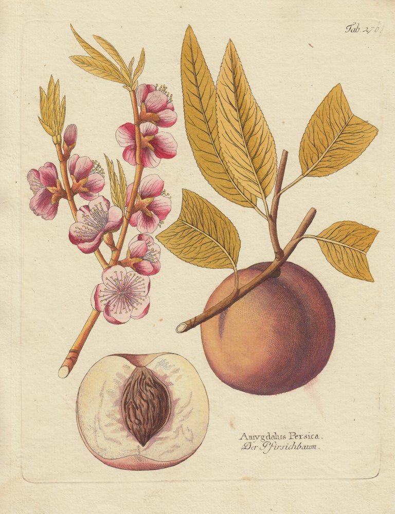 Item nr. 163128 Peach with Blossoms. Icones plantarum medico-oeconomico-technologicarum. Ferdinand Bernhard Vietz.