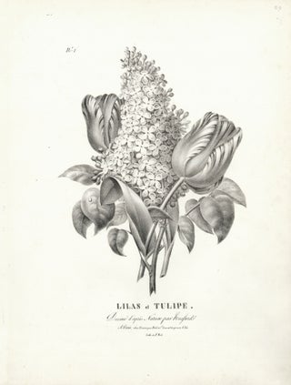 Lilas et Tulipe.