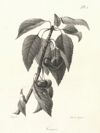 Item nr. 163141 Cerises. Antoine Pascal