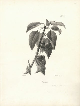 Cerises.