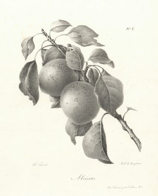 Item nr. 163142 Abricots. Antoine Pascal