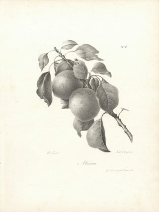 Abricots.