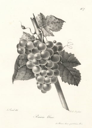 Item nr. 163143 Raisin blanc. Antoine Pascal