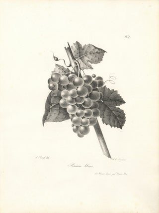Raisin blanc.