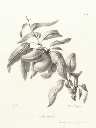 Item nr. 163144 Amandes. Antoine Pascal