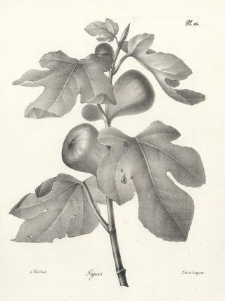 Item nr. 163146 Figues. Antoine Pascal