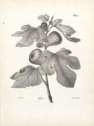 Figues.
