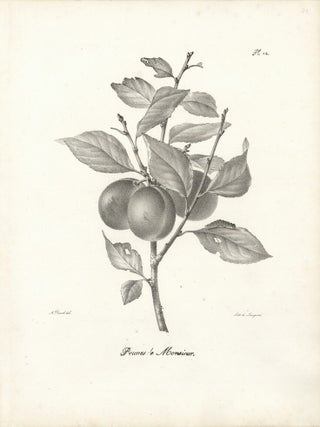 Item nr. 163147 Prunes de Monsieur. Antoine Pascal