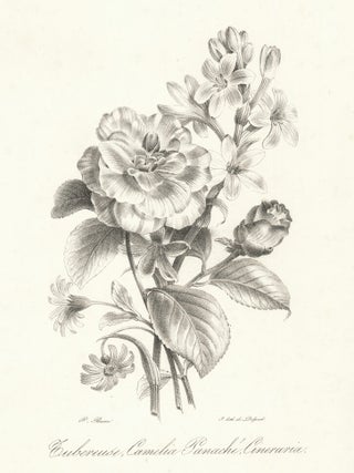 Item nr. 163148 Tubereuse, Camelia Panaché, Cineraria. Pancrace Bessa