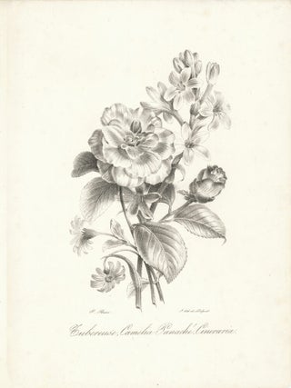 Tubereuse, Camelia Panaché, Cineraria