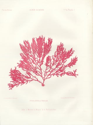 Item nr. 163223 Fucus Articulatus (Irlande). Album Jacquard. Augustin Balleydier