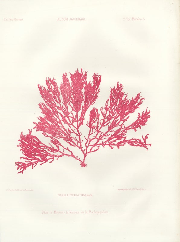 Item nr. 163223 Fucus Articulatus (Irlande). Album Jacquard. Augustin Balleydier.