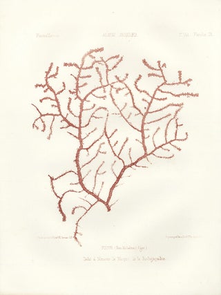Item nr. 163226 Fucus (Fam: Michelina) (Alger.). Album Jacquard. Augustin Balleydier