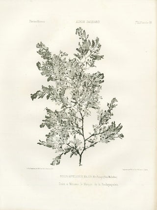 Item nr. 163228 Fucus Appelosus Major (Mer Rouge). Album Jacquard. Augustin Balleydier
