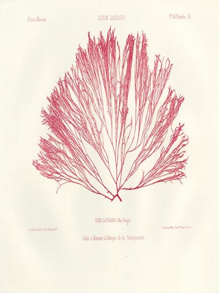 Item nr. 163229 Ulva Laysiana (Mer Rouge). Album Jacquard. Augustin Balleydier