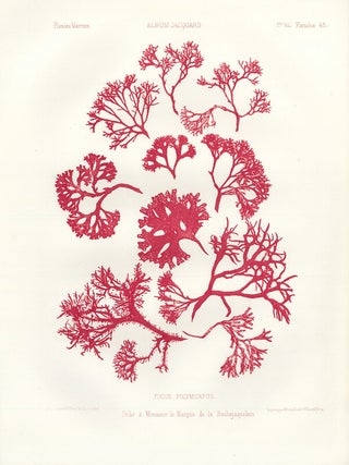 Item nr. 163230 Fucus Polymorfus. Album Jacquard. Augustin Balleydier