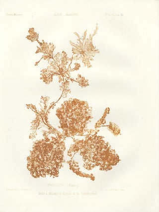 Item nr. 163232 Cranulatus (Hasting). Album Jacquard. Augustin Balleydier