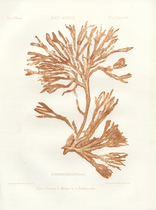Item nr. 163233 Spongiosus Arbor (Ostende). Album Jacquard. Augustin Balleydier
