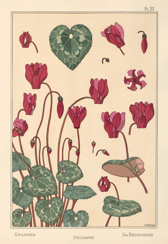 Item nr. 163295 Cyclamen. La Plante et ses applications ornementale. Maurice Pillard Verneuil, Eugene Grasset.
