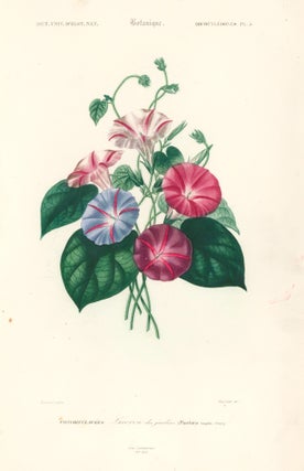Item nr. 163297 Convolvulacees [Morning glory]. Dictionnaire Universel d'Histoire Naturelle....