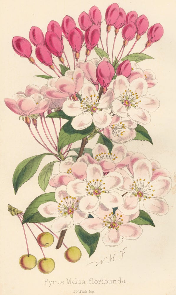 Item nr. 163313 Pyrus Malus floribunda [Japanese Crab Apple]. The Florist and Pomologist: A Pictorial Monthly Magazine of Flowers, Fruits, & General Horticulture. W. H. Fitch.