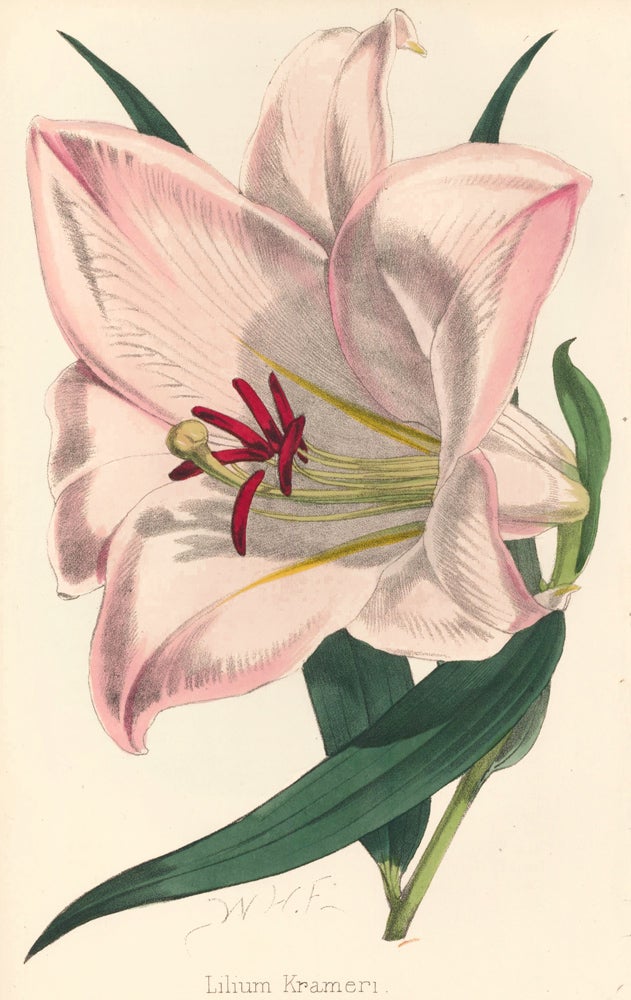 Item nr. 163314 Lilium Krameri [Japanese Lily]. The Florist and Pomologist: A Pictorial Monthly Magazine of Flowers, Fruits, & General Horticulture. W. H. Fitch.