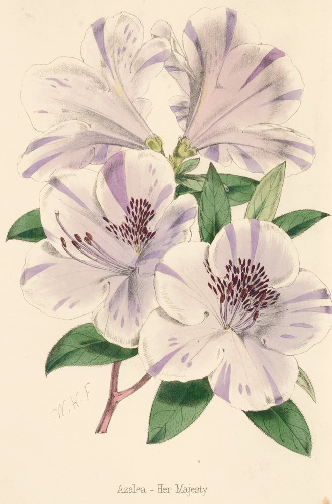 Item nr. 163315 Azalea - Her Majesty [Gladiolus]. The Florist and Pomologist: A Pictorial Monthly Magazine of Flowers, Fruits, & General Horticulture. W. H. Fitch.