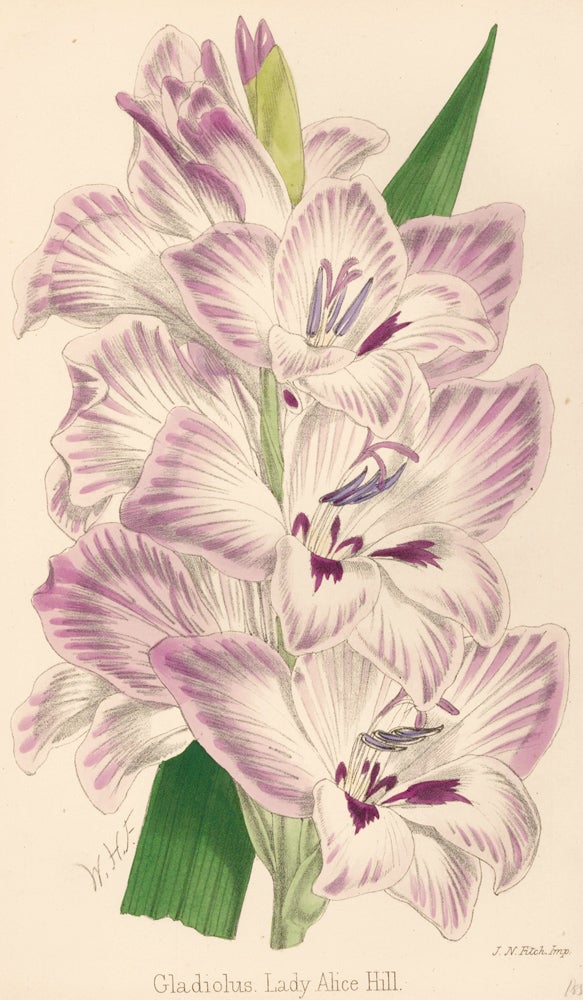 Item nr. 163316 Gladiolus. Lady Alice Hill. The Florist and Pomologist: A Pictorial Monthly Magazine of Flowers, Fruits, & General Horticulture. W. H. Fitch.