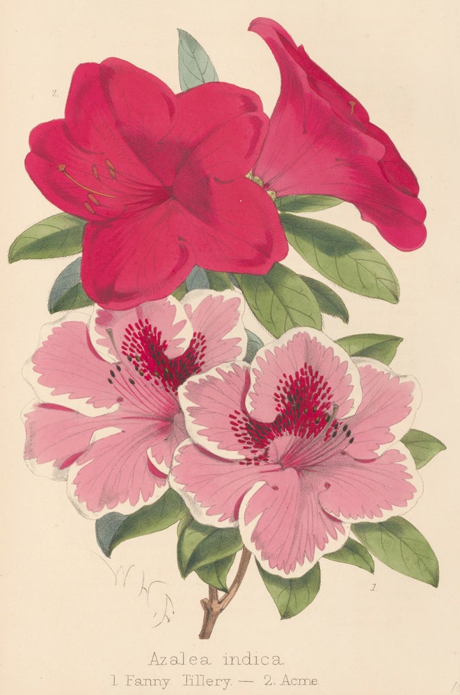 Item nr. 163317 Azalea indica. The Florist and Pomologist: A Pictorial Monthly Magazine of Flowers, Fruits, & General Horticulture. W. H. Fitch.