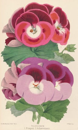 Item nr. 163318 Pelarconium, or Geranium. James Laird Macfarlane