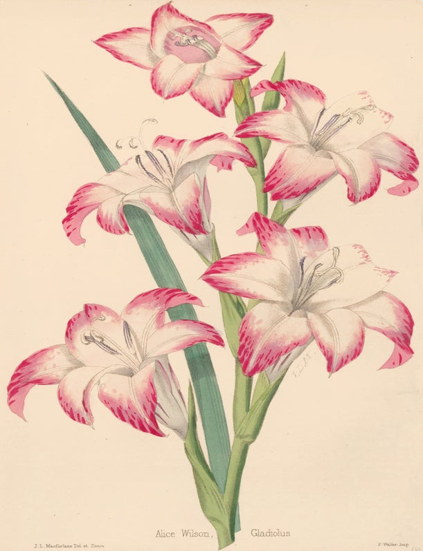Item nr. 163319 Alice Wilson Gladiolus. James Laird Macfarlane.