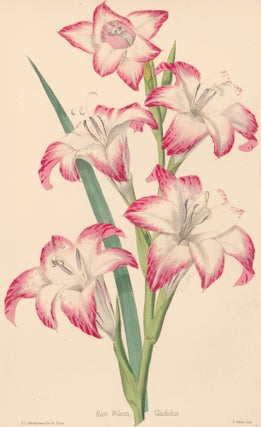 Item nr. 163319 Alice Wilson Gladiolus. James Laird Macfarlane