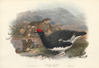 Item nr. 163372 Lagopus mutas, summer plumage [Rock Ptarmigan]. The Birds of Great Britain. John...