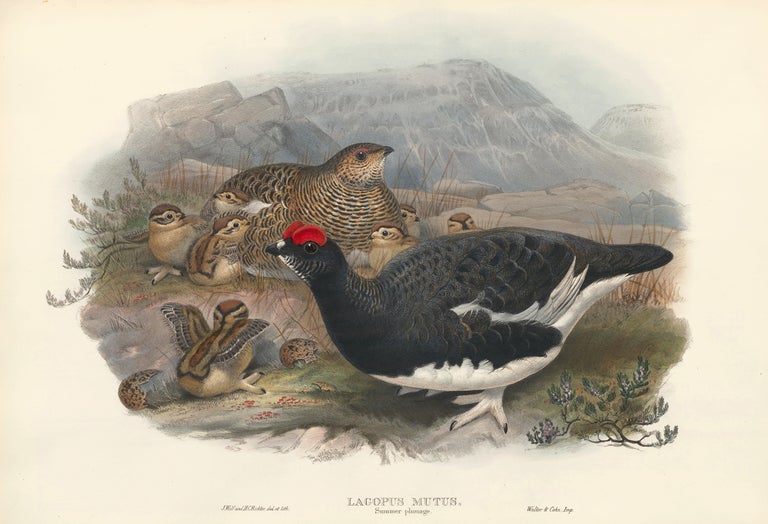 Item nr. 163372 Lagopus mutas, summer plumage [Rock Ptarmigan]. The Birds of Great Britain. John Gould.